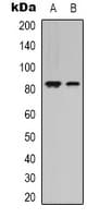 Polyclonal Rabbit anti-Human STAT4 Antibody (C-Terminus, IHC, WB)