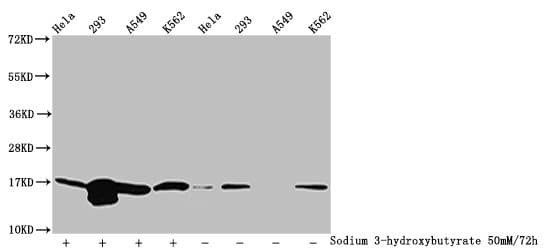 HIST1H3A Antibody