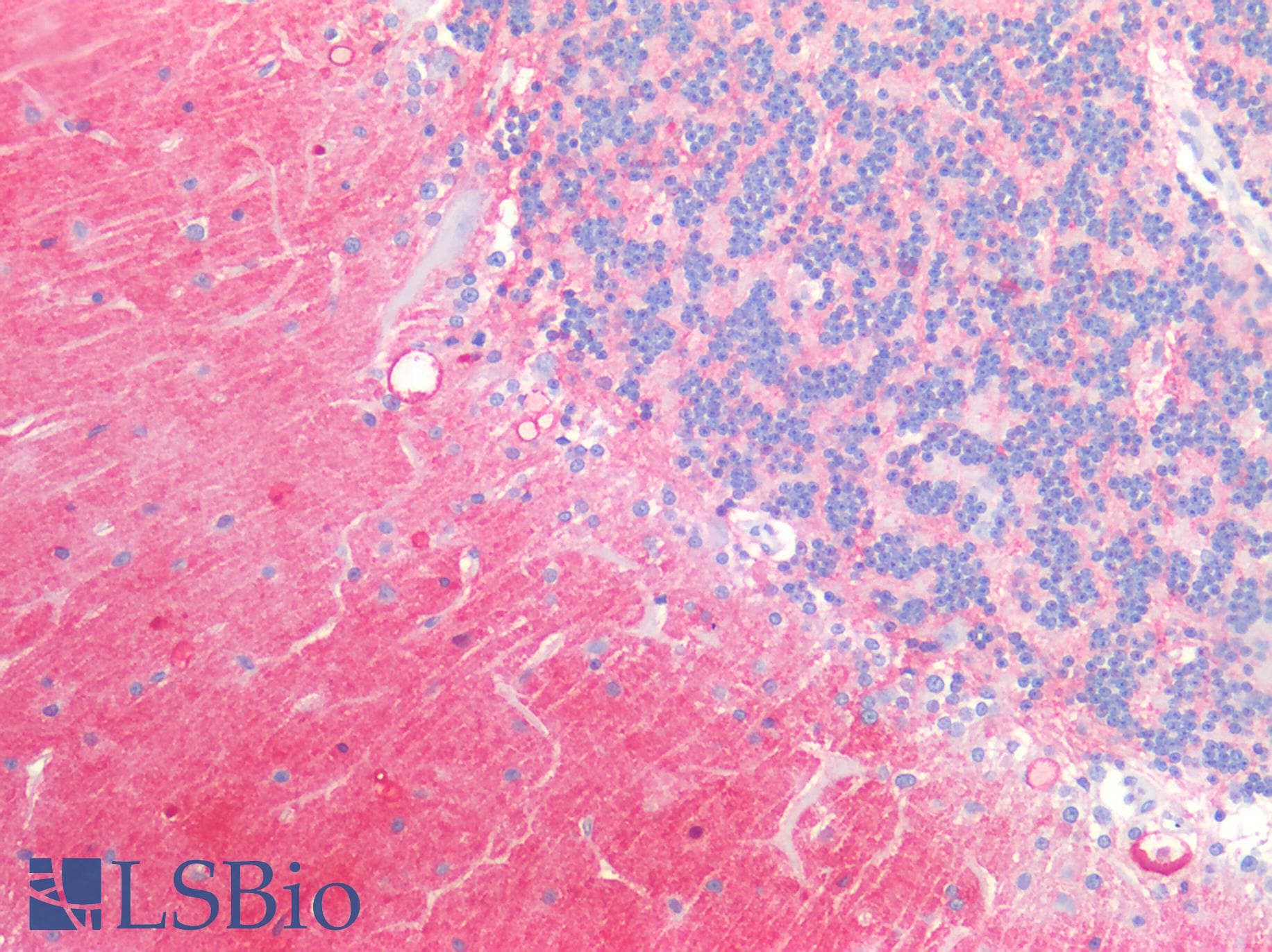 PathPlus™ SSEA-1 / Lewis x / CD15 Antibody (clone MC-480)