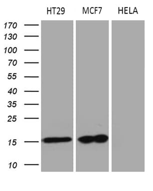 Monoclonal Mouse anti-Human AGR2 Antibody (clone OTI2B10, aa21-175, IHC, WB)