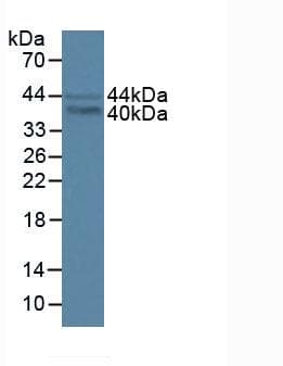 FRA-1 / FOSL1 Antibody (aa1-273)