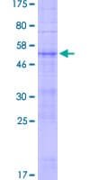 Human OR7D2 Protein (Recombinant GST)