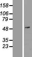 PDE7A Protein (Over-Expression Lysate Myc-DDK (Flag))