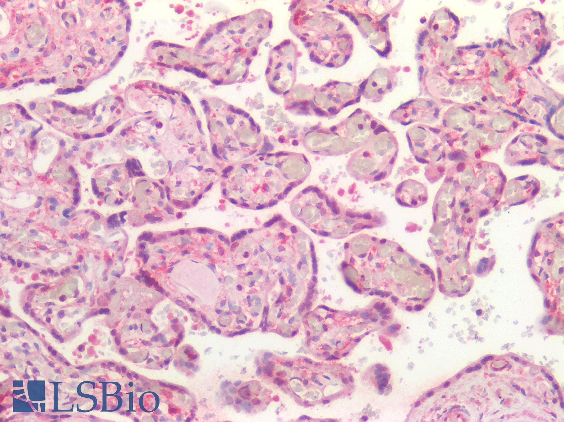 IHC-plus™ BMP4 Antibody