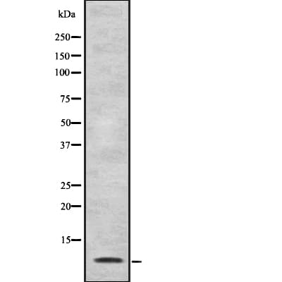 CCL22 / MDC Antibody