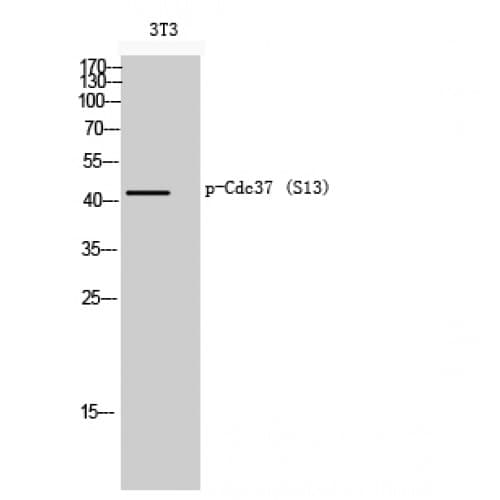 CDC37 Antibody (1-80 aa)