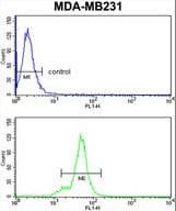 Polyclonal Rabbit anti-Human NCK1 / NCK Antibody (aa3-29, WB)