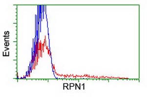 RPN1 / Ribophorin I Antibody (clone OTI2G9)