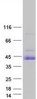 Human PRKACA Protein (Recombinant Myc-DDK (Flag))