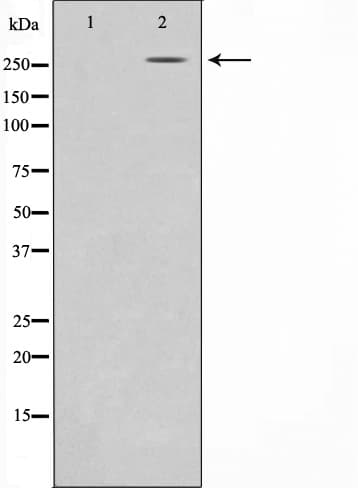 EP300 / p300 Antibody