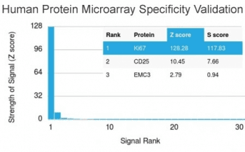 Monoclonal Mouse anti-Human MKI67 / Ki67 Antibody (clone MKI67/2461, Azide-free,BSA-free, IHC, IF)