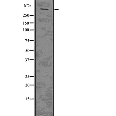 PLEC / Plectin Antibody