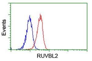 TIP48 / RUVBL2 Antibody (aa113-370, clone OTI1H10, Carrier-free)