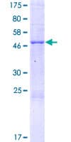 Human PEBP4 Protein (Recombinant GST)