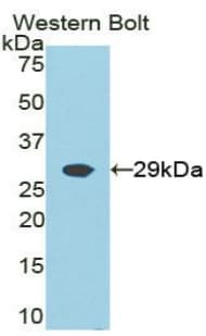 GRB2 Antibody (aa1-217)