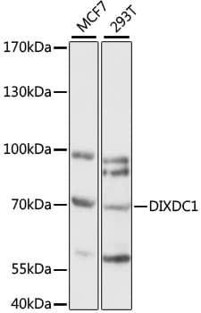 DIXDC1 Antibody