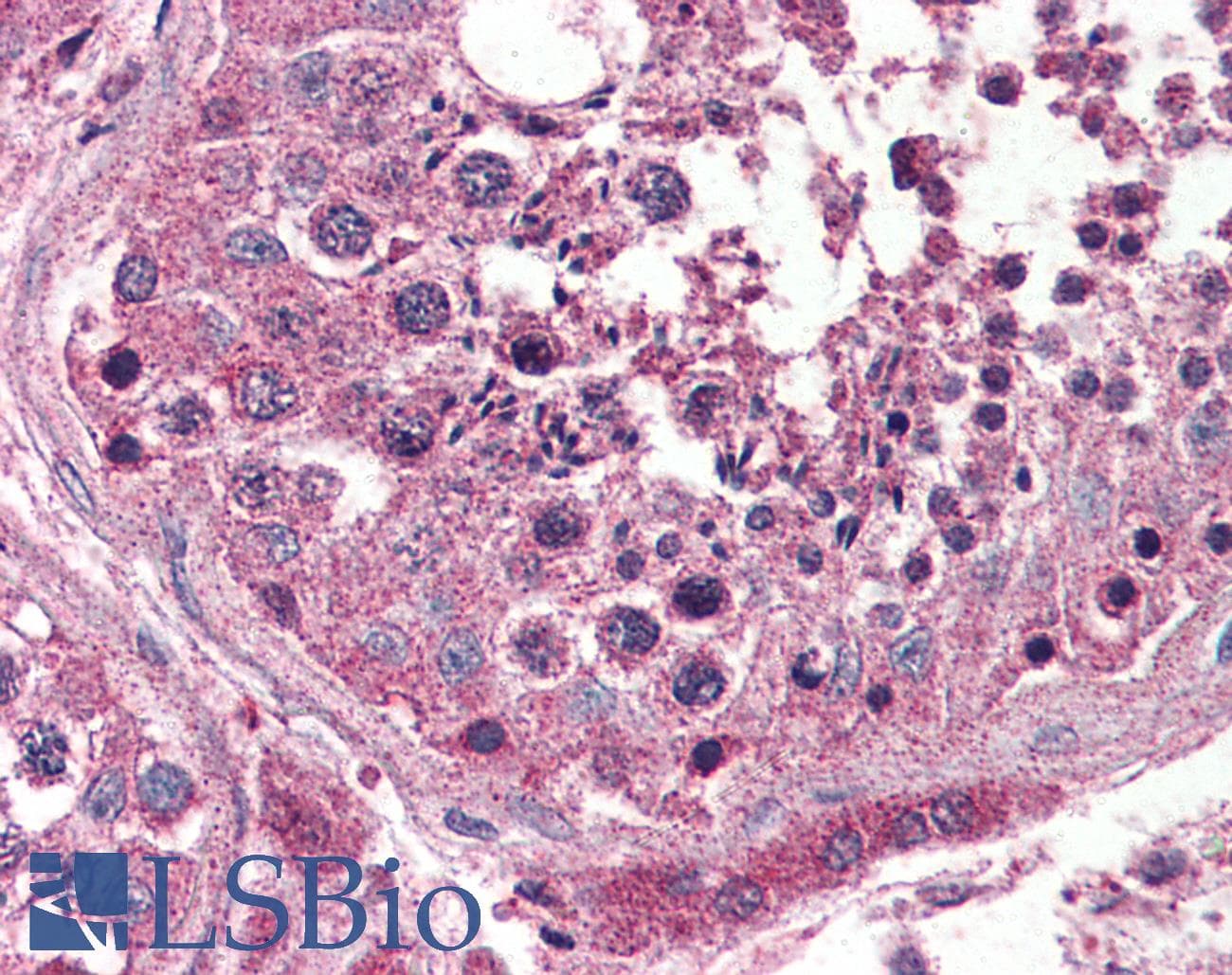 IHC-plus™ Encephalopsin / OPN3 Antibody (Internal)