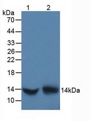 DDT / Dopamine Tautomerase Antibody (aa2-118, APC)
