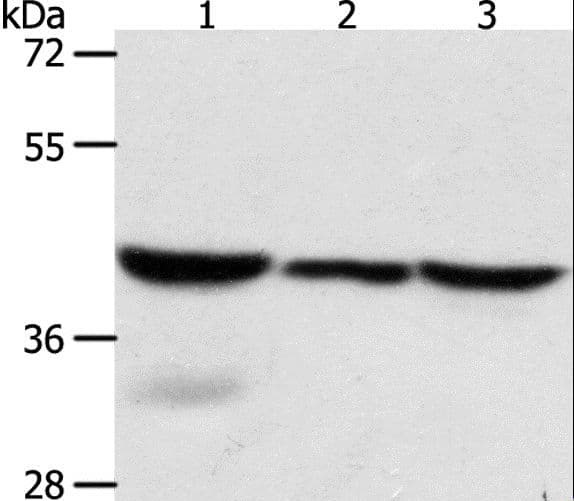 CAPG Antibody