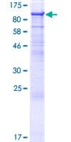 Human NEPH2 / KIRREL3 Protein (Recombinant GST)