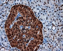 BAP / SIL1 Antibody (clone OTI1F9)