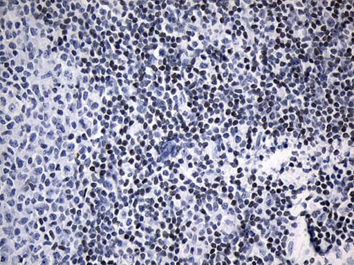 LSM11 Antibody (clone OTI7F12, Carrier-free)