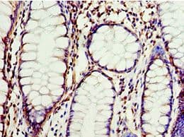 CLDN8 / Claudin 8 Antibody (aa141-225)