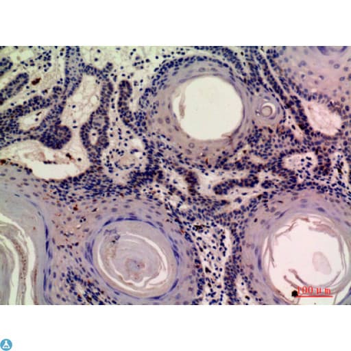 MOB3A + MOB3B Antibody