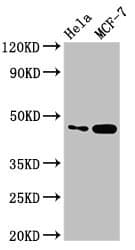 Polyclonal Rabbit anti-Human INSIG1 Antibody (IHC, IF, WB)