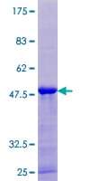 Human CPLX3 Protein (Recombinant GST)