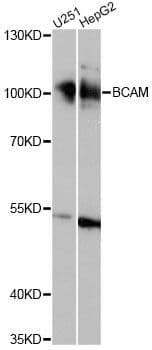 BCAM / CD239 Antibody
