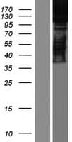 SRRT / ARS2 Protein (Over-Expression Lysate Myc-DDK (Flag))