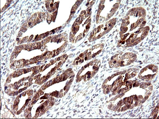 EMC8 / COX4NB Antibody (clone OTI1D6)