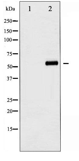 AKT1 Antibody (phospho-Ser129)