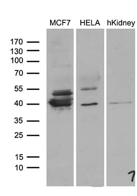 WDR92 Antibody (clone OTI4B9)