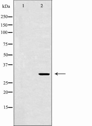 EEF1D Antibody