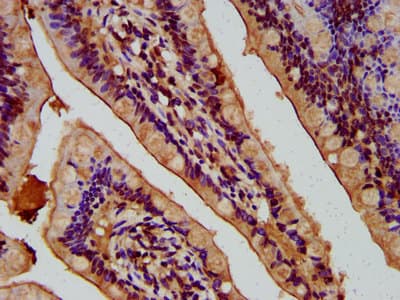 NEU4 Antibody