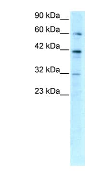 E2F4 Antibody (C-Terminus)