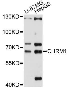 CHRM1 / M1 Antibody