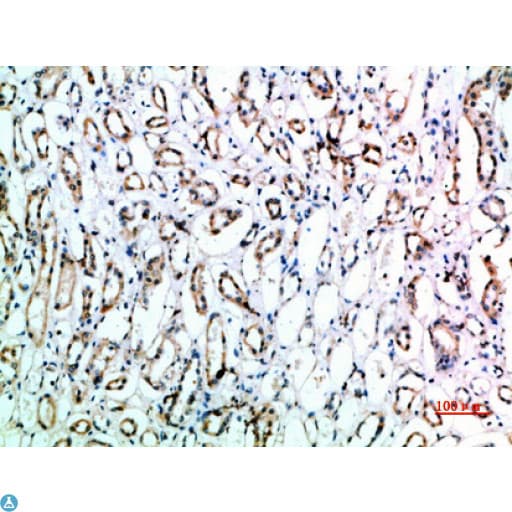 CD151 Antibody