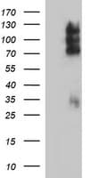 CD44 Antibody (clone OTI5B7)