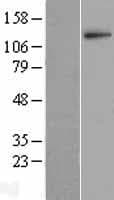 LNPEP Protein (Over-Expression Lysate Myc-DDK (Flag))