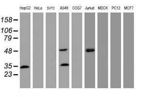 CD4 Antibody (clone OTI2H8)