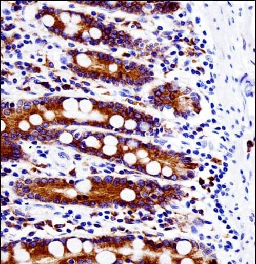 SRC Antibody (aa24-52)