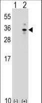 IHC-plus™ XBP1 Antibody (aa62-91)