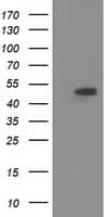 SNTA1 / Syntrophin Alpha 1 Antibody (clone OTI2A2)