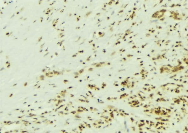 SRC Antibody