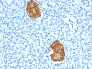 Monoclonal Mouse anti-Pig Insulin Antibody (clone E2-E3 + 2D11-H5 or INS04 + INS05, Ready-to-Use, aa1-84, IHC, IF, WB)