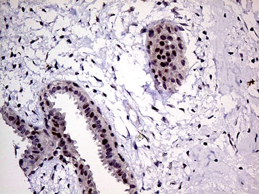 MLH1 Antibody (aa299-527, clone OTI4H6)