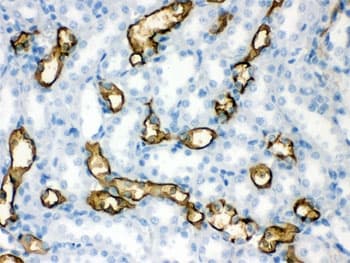 AQP1 / Aquaporin 1 Antibody